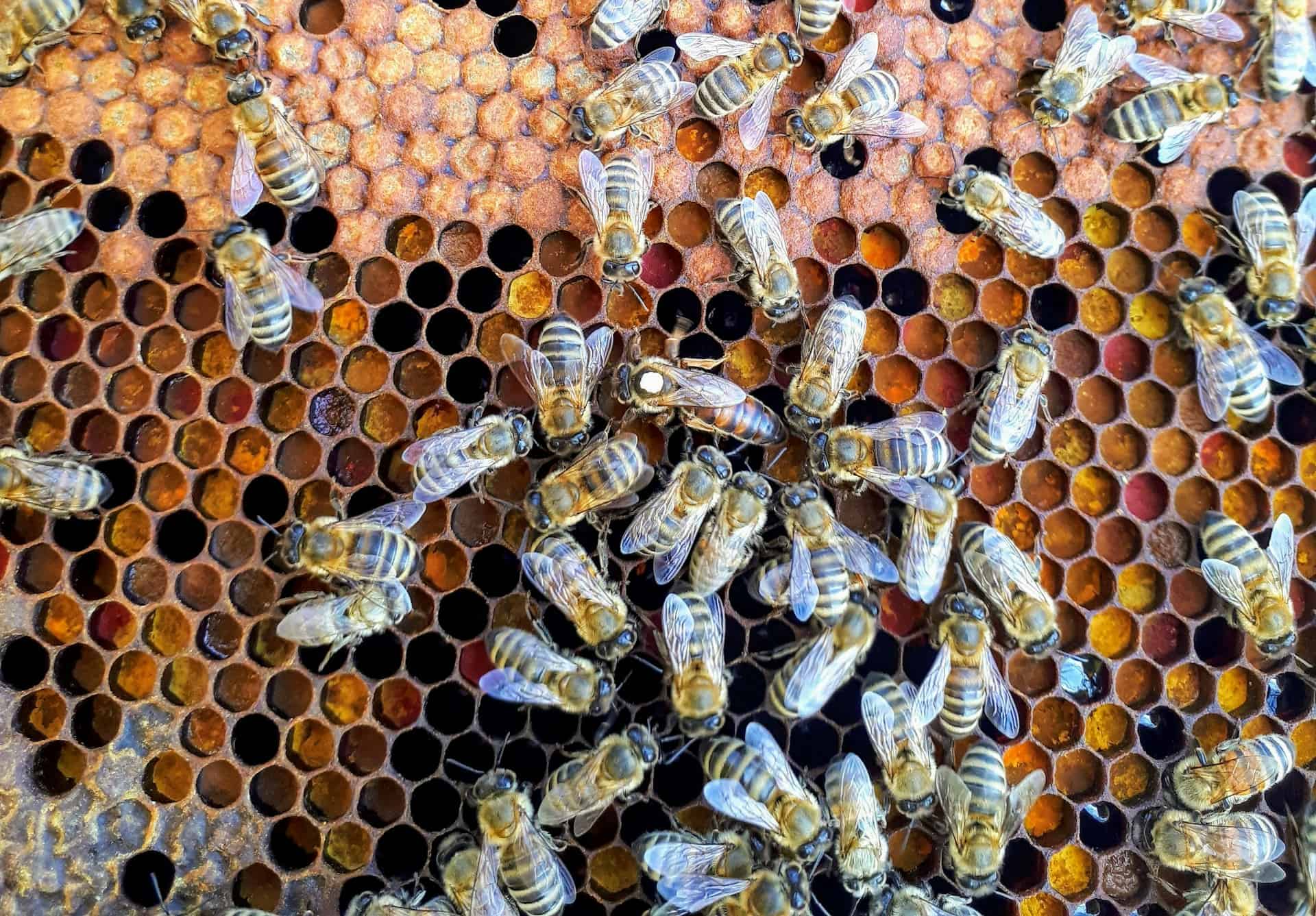 Bee Relocation Service in Katy, TX