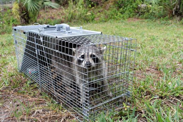 Animal Trapping