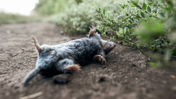 Dead Animal Removal 