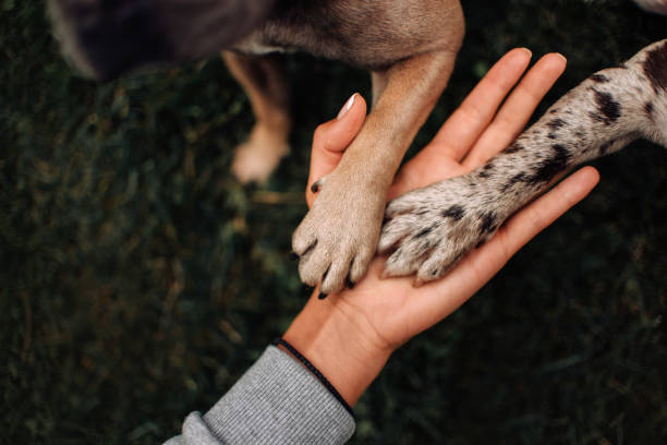 Paw Care