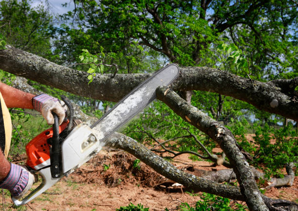 Tree Stump Removal