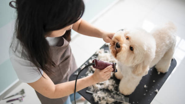 dog grooming services