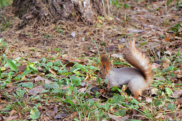wildlife removal